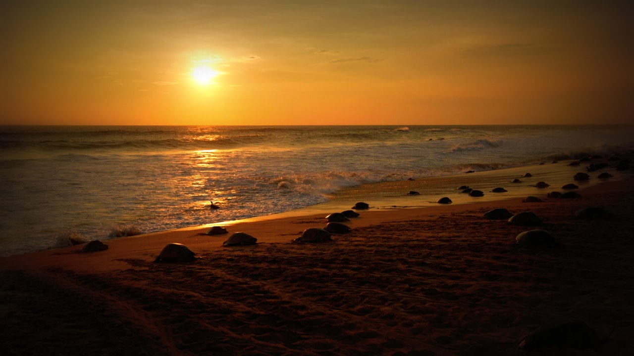 Turtle Migration Coast Of Michoacán