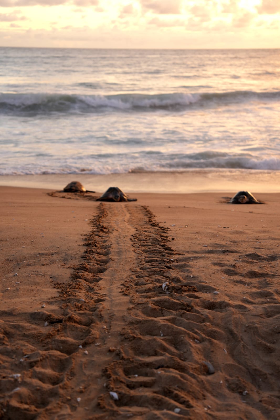 Turtle Migration Coast Of Michoacán