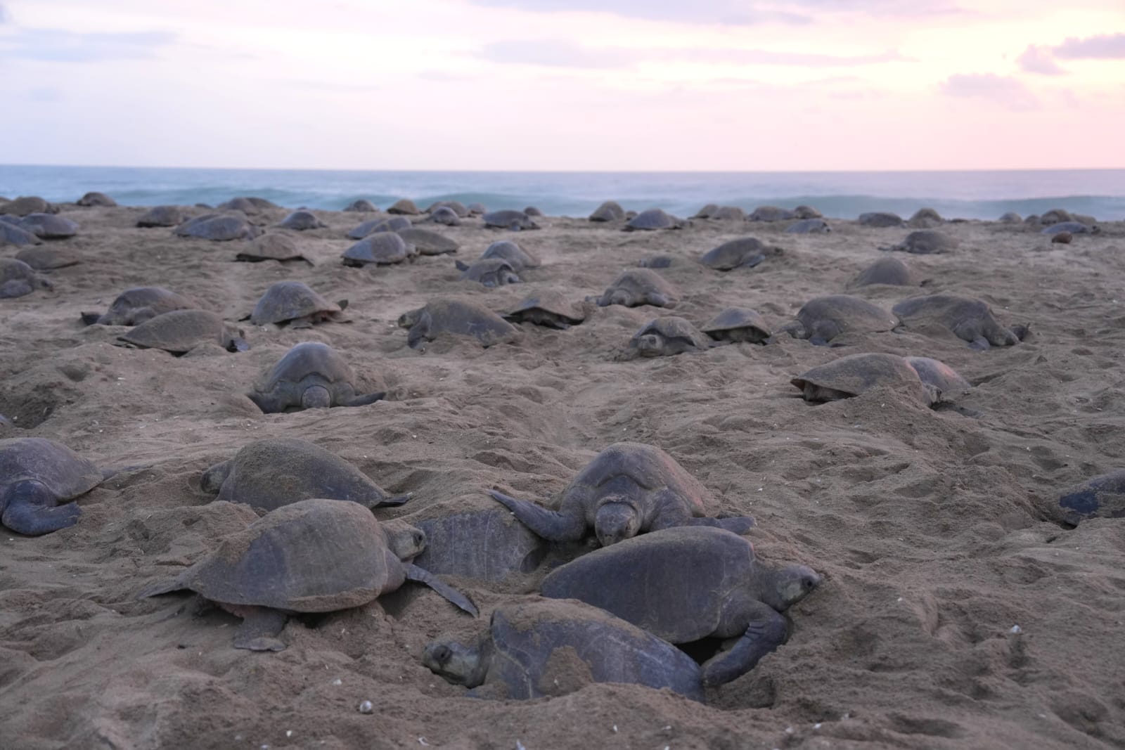Turtle Migration Coast Of Michoacán