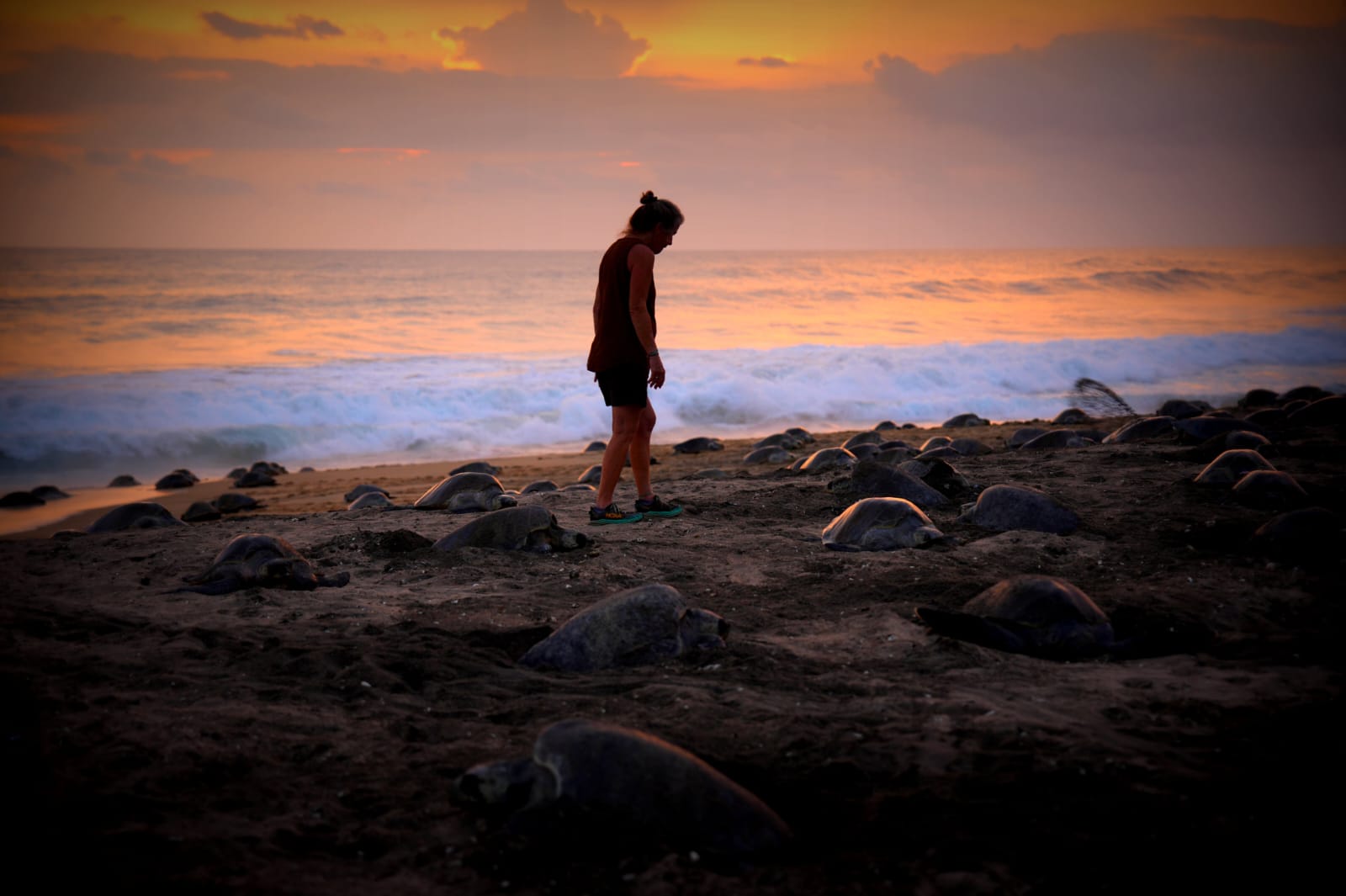 Turtle Migration Coast Of Michoacán