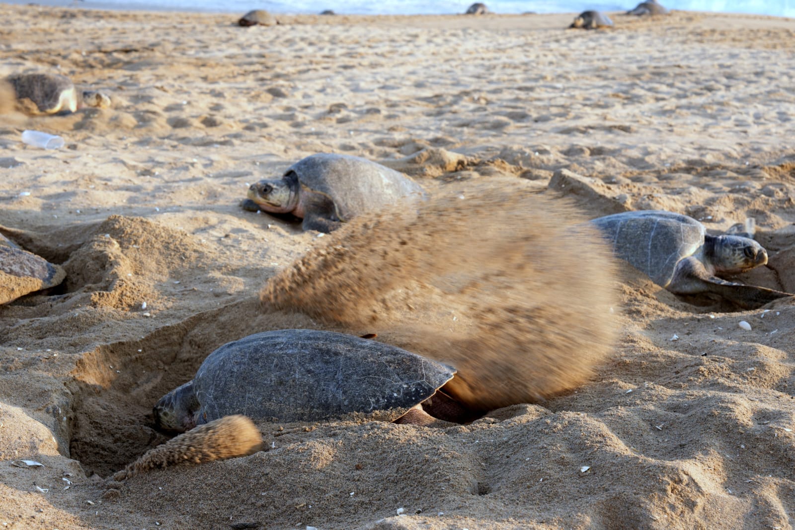 Turtle Migration Coast Of Michoacán