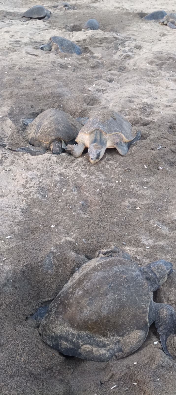 Turtle Migration Coast Of Michoacán