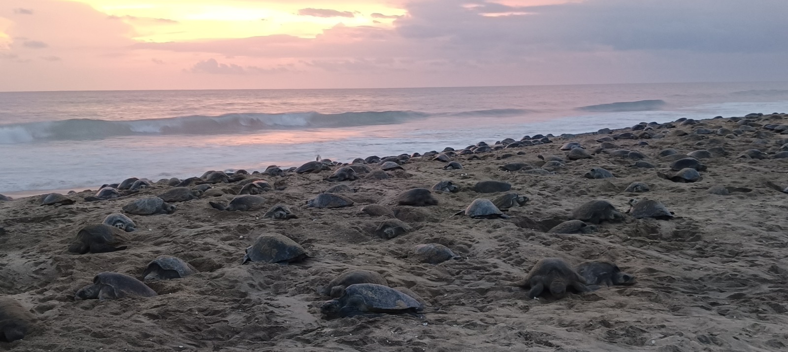 Turtle Migration Coast Of Michoacán