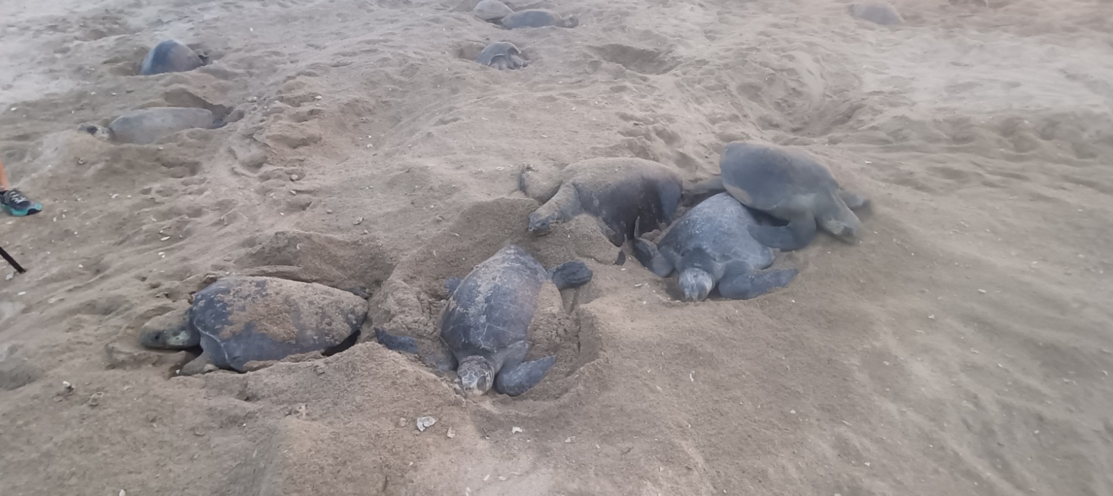Turtle Migration Coast Of Michoacán