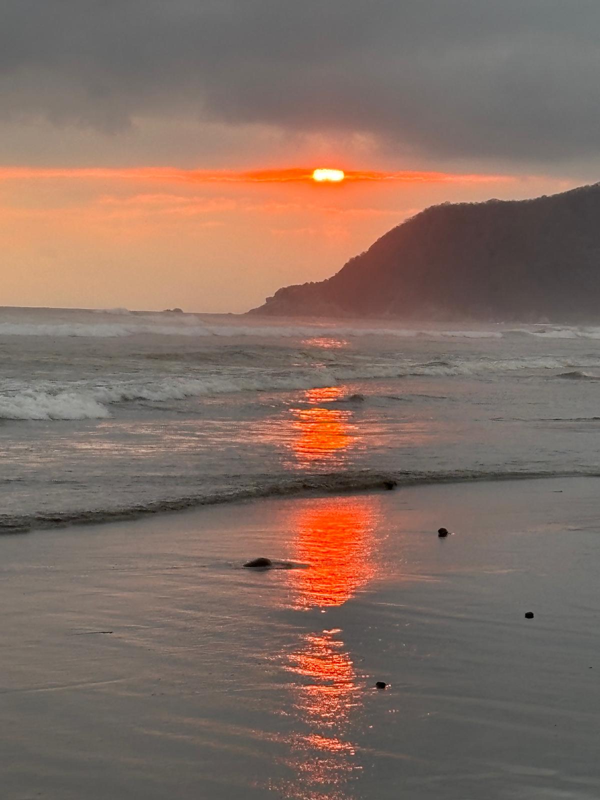 Turtle Migration Coast Of Michoacán