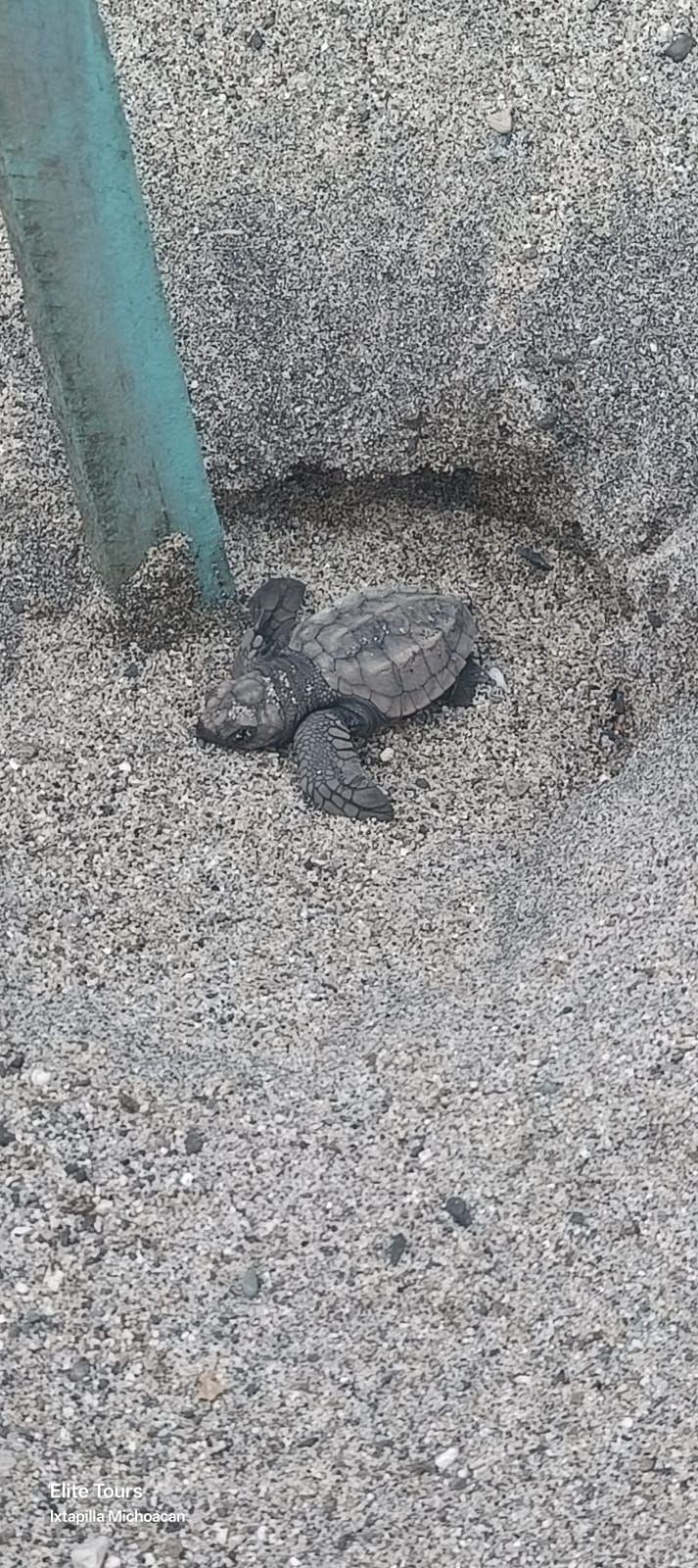 Turtle Migration Coast Of Michoacán