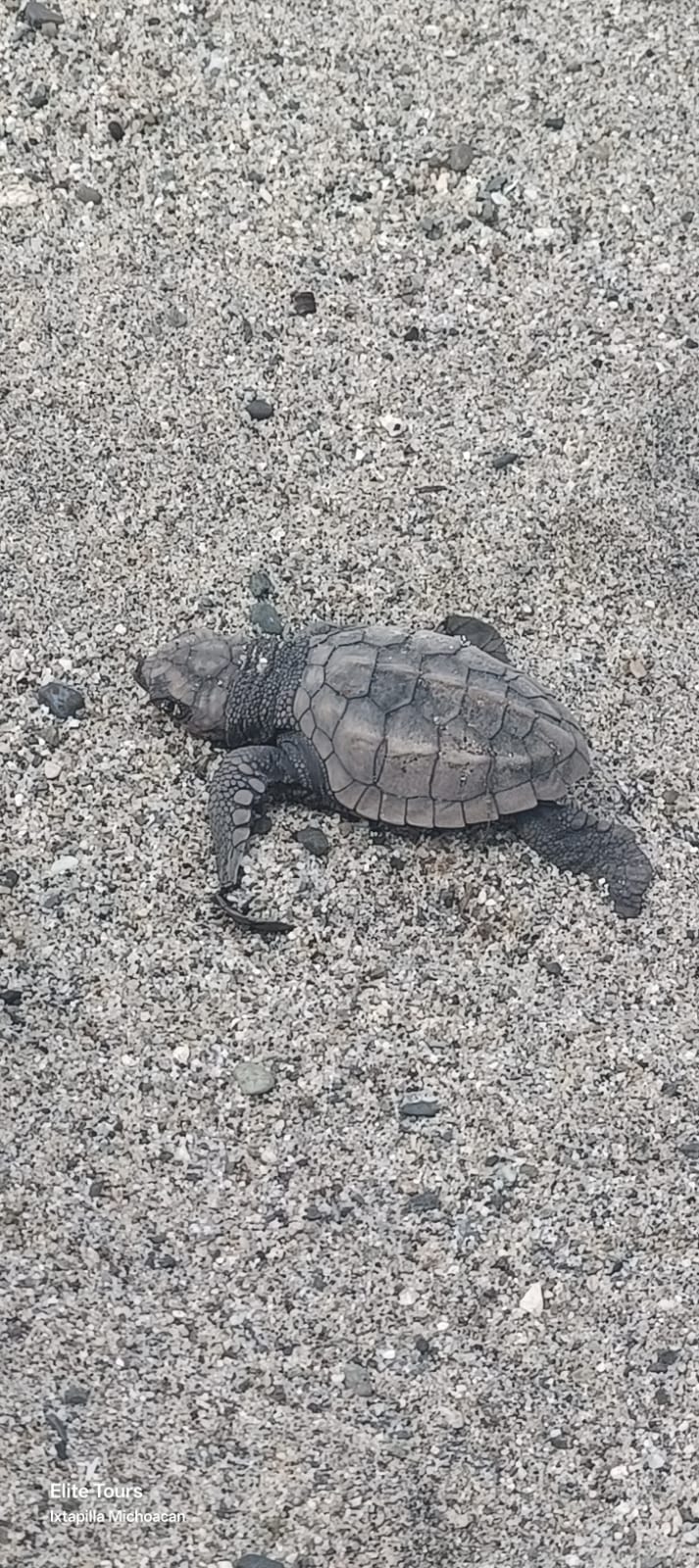 Turtle Migration Coast Of Michoacán