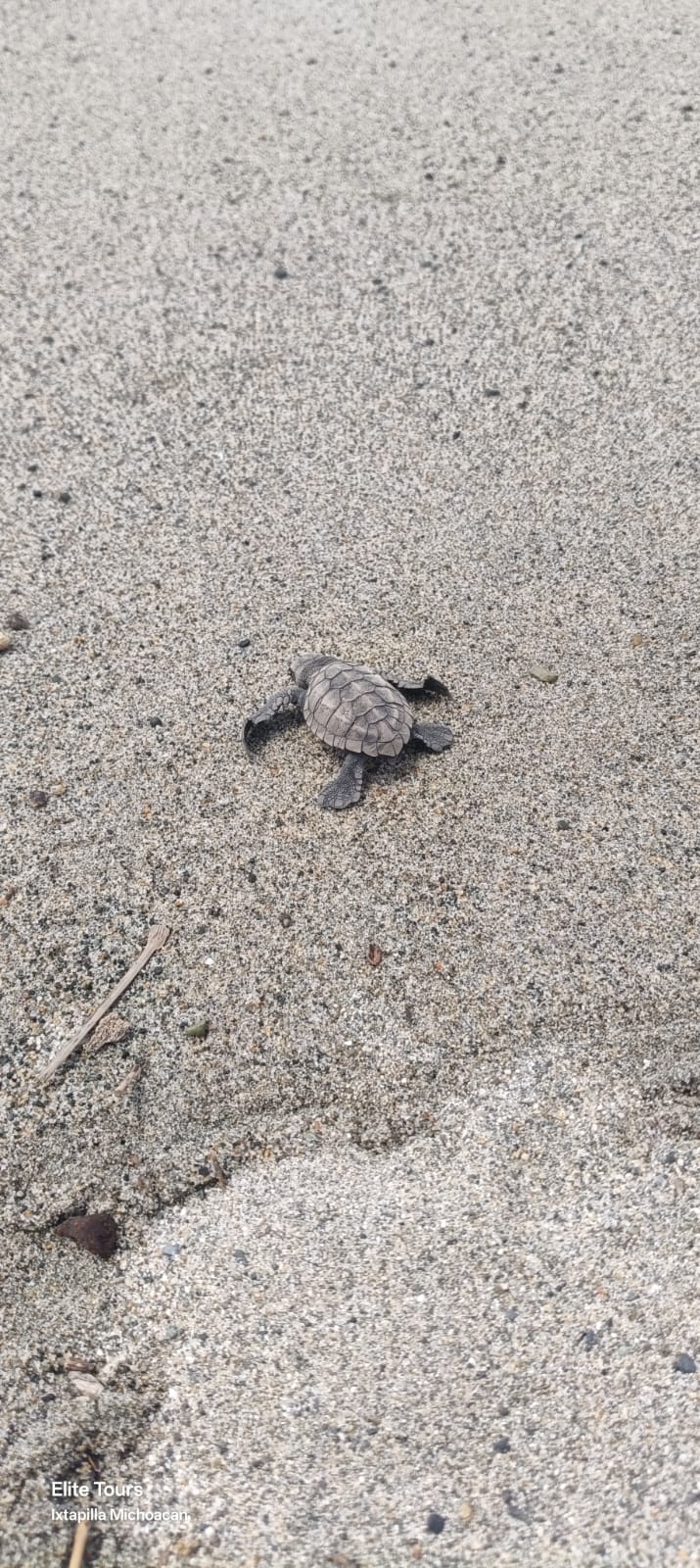 Turtle Migration Coast Of Michoacán