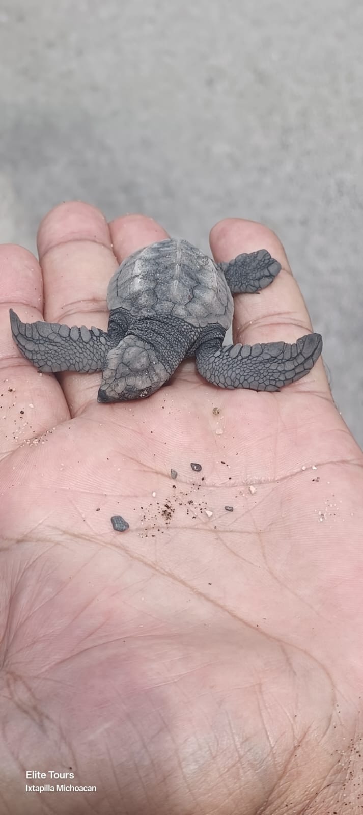 Turtle Migration Coast Of Michoacán