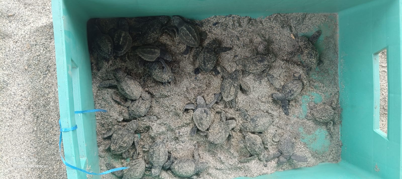 Turtle Migration Coast Of Michoacán