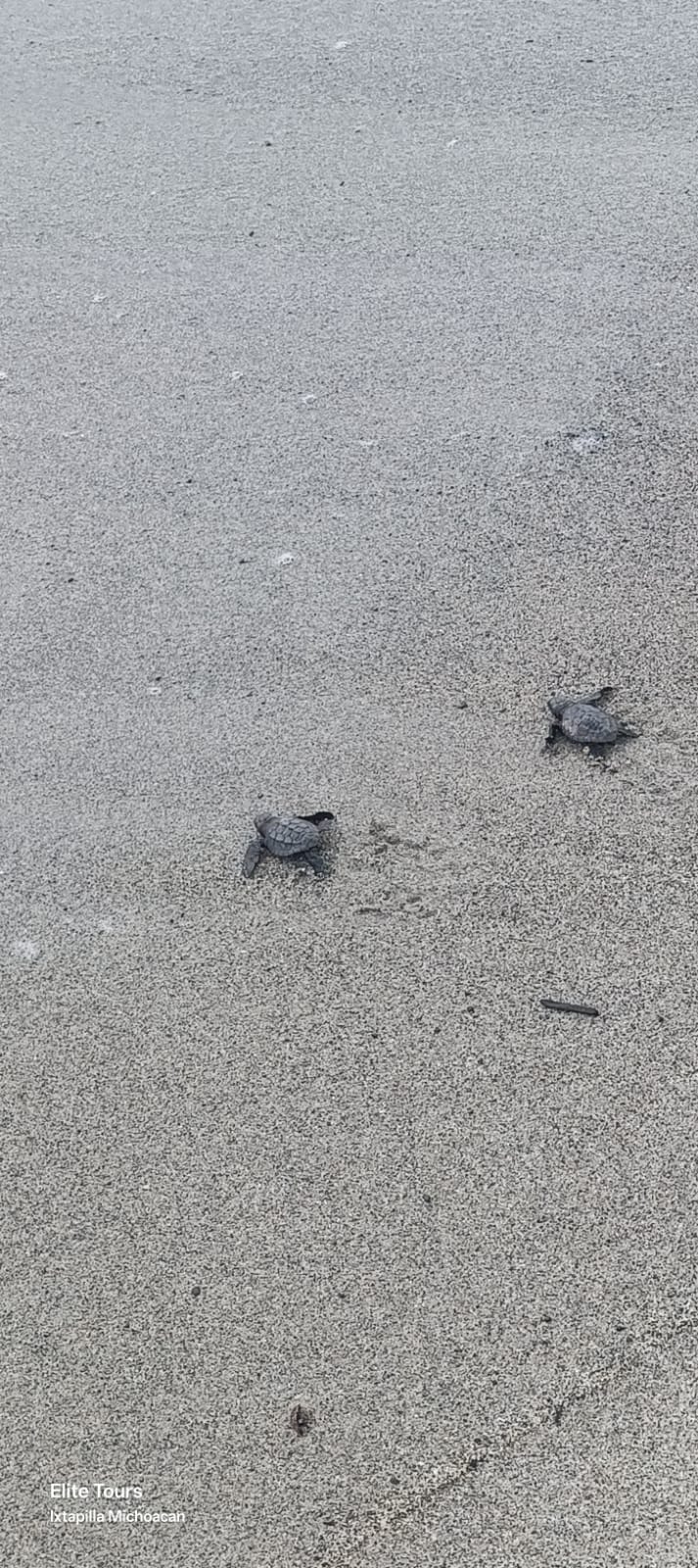 Turtle Migration Coast Of Michoacán