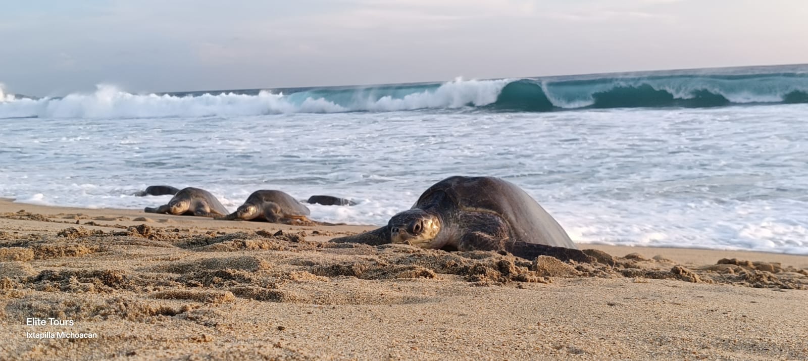 Turtle Migration Coast Of Michoacán