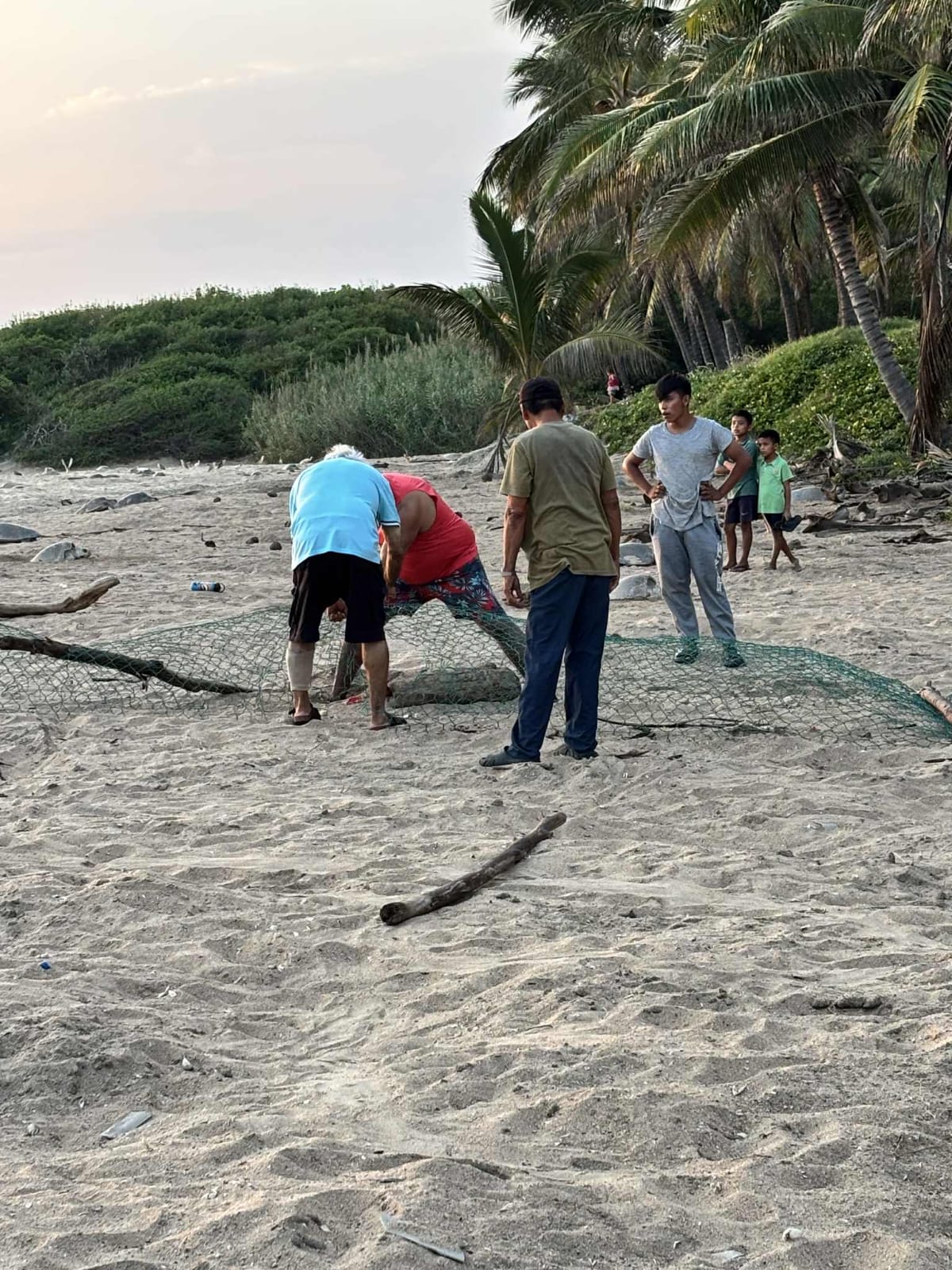 Turtle Migration Coast Of Michoacán